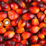 5-cose-che-non-sapevi-sull'olio-di-palma