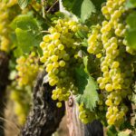 vini-bianchi-italiani-meglio-francesi