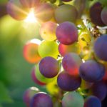 vino-italia-primo-produttore-mondo