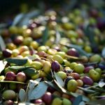 Transport of olives